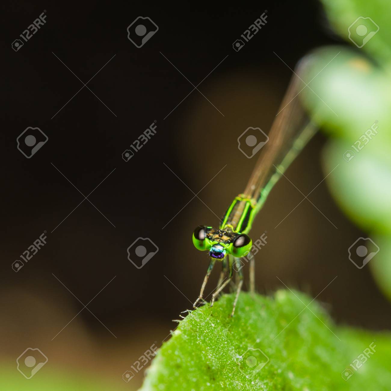 etiam-dictum-ipsum-a-felis