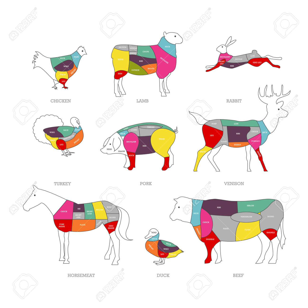 肉屋店概念ベクトル イラスト。肉をカットします。豚肉、牛肉、子羊の
