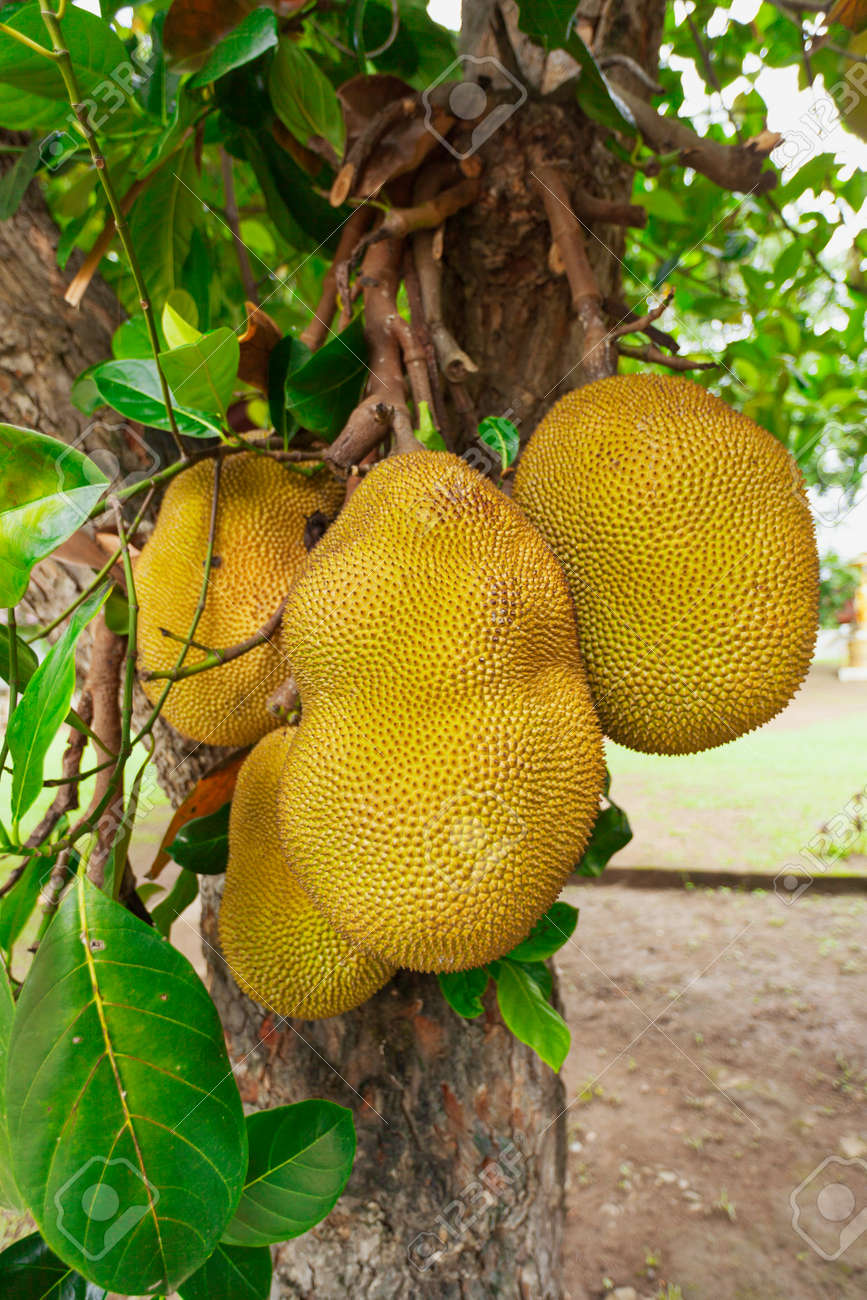 Closeup Of Ripe Jackfruit On A Tree In Thailand Stock Photo Picture And Royalty Free Image Image 133164867