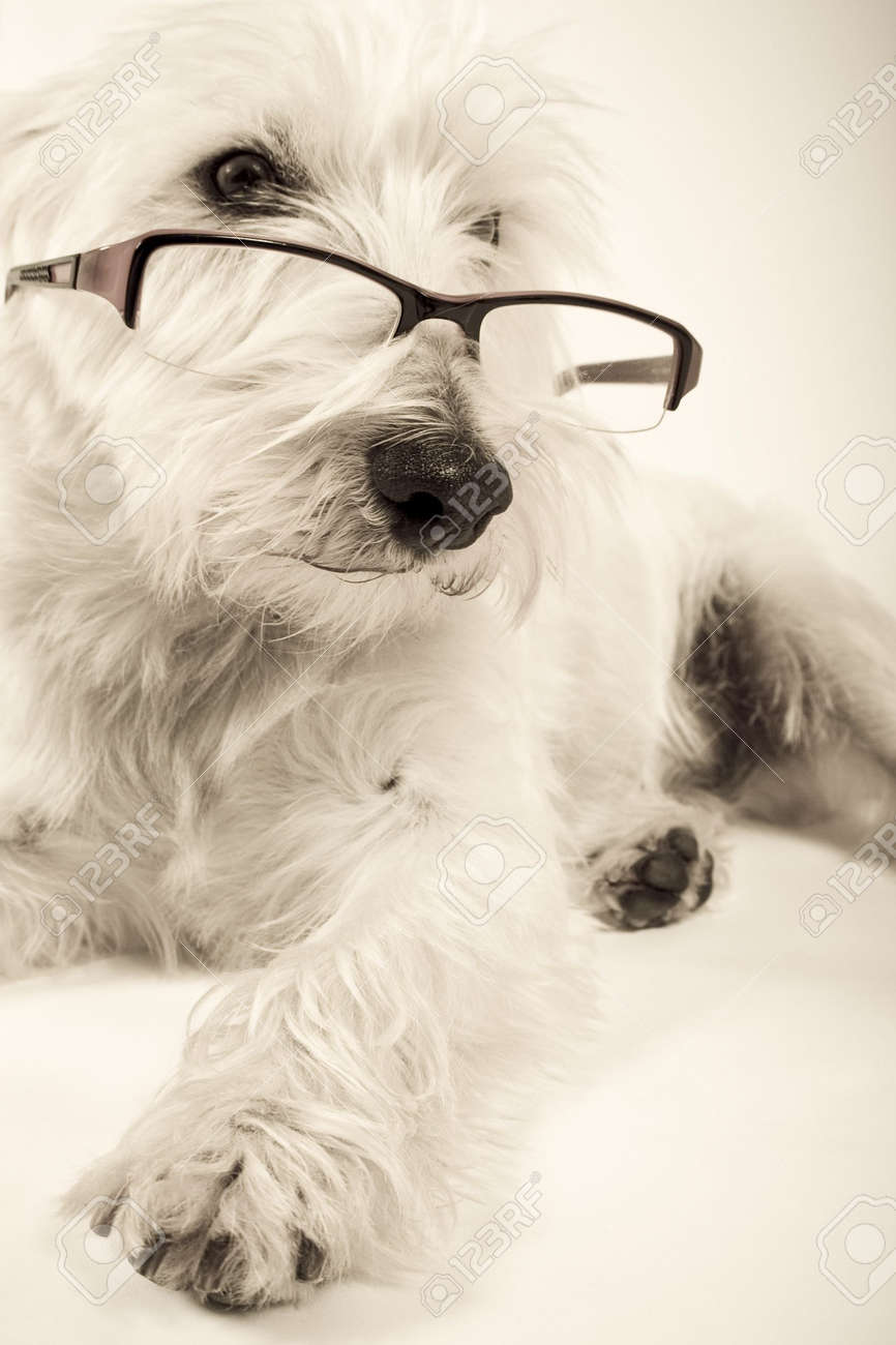 https://previews.123rf.com/images/skyyblue/skyyblue0902/skyyblue090200084/4385775-white-dog-wearing-reading-glasses.jpg