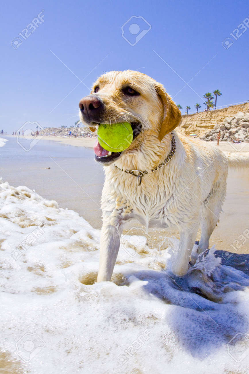 https://previews.123rf.com/images/skyyblue/skyyblue0908/skyyblue090800033/5322878-golden-labrador-%C3%A0-la-plage-%C3%A0-jouer-avec-une-balle-de-tennis-dans-l-eau.jpg