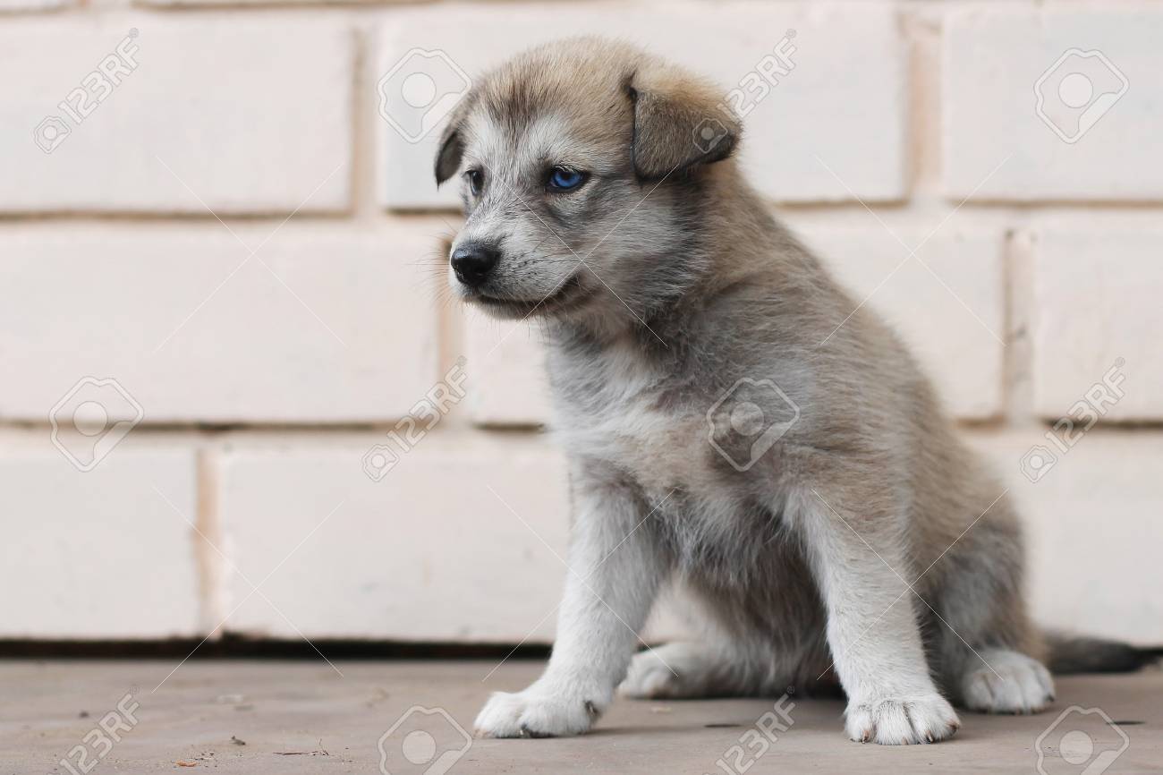 small husky puppy
