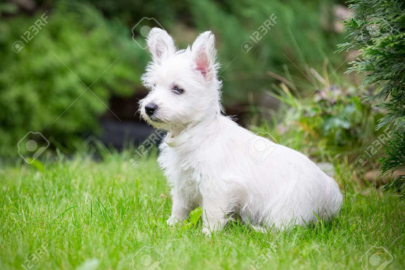 purebred terrier dogs