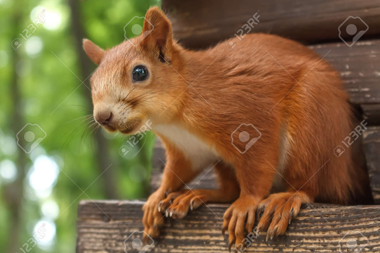Wilden Roten Eichhornchen Sitzt Auf Baum In Seinem Haus Im Park Am