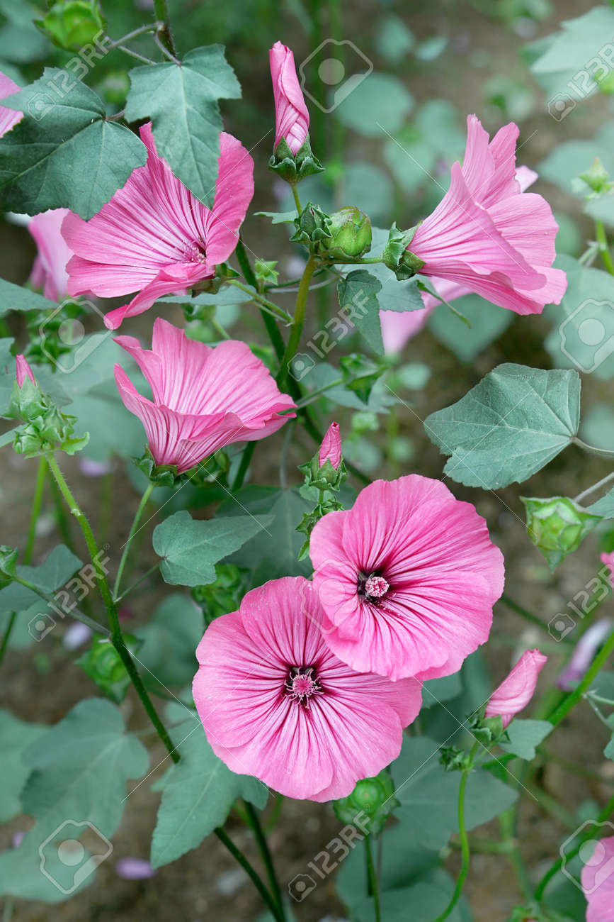 Lavatera Blooms In The Garden A Beautiful Annual Flower Stock Photo Picture And Royalty Free Image Image 117845190