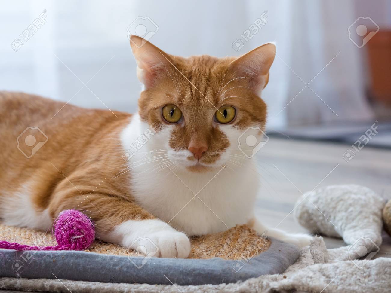 錆びた白いネコが横たわっているとリラックス の写真素材 画像素材 Image