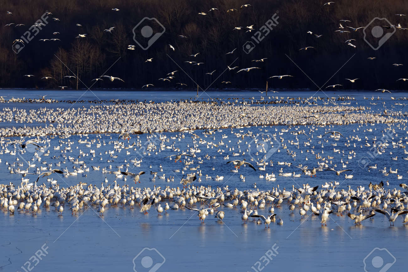 スノーギースは ペンシルベニア州ランカスター郡のミドルクリーク野生動物管理エリアで部分的に凍った湖に飛びます の写真素材 画像素材 Image