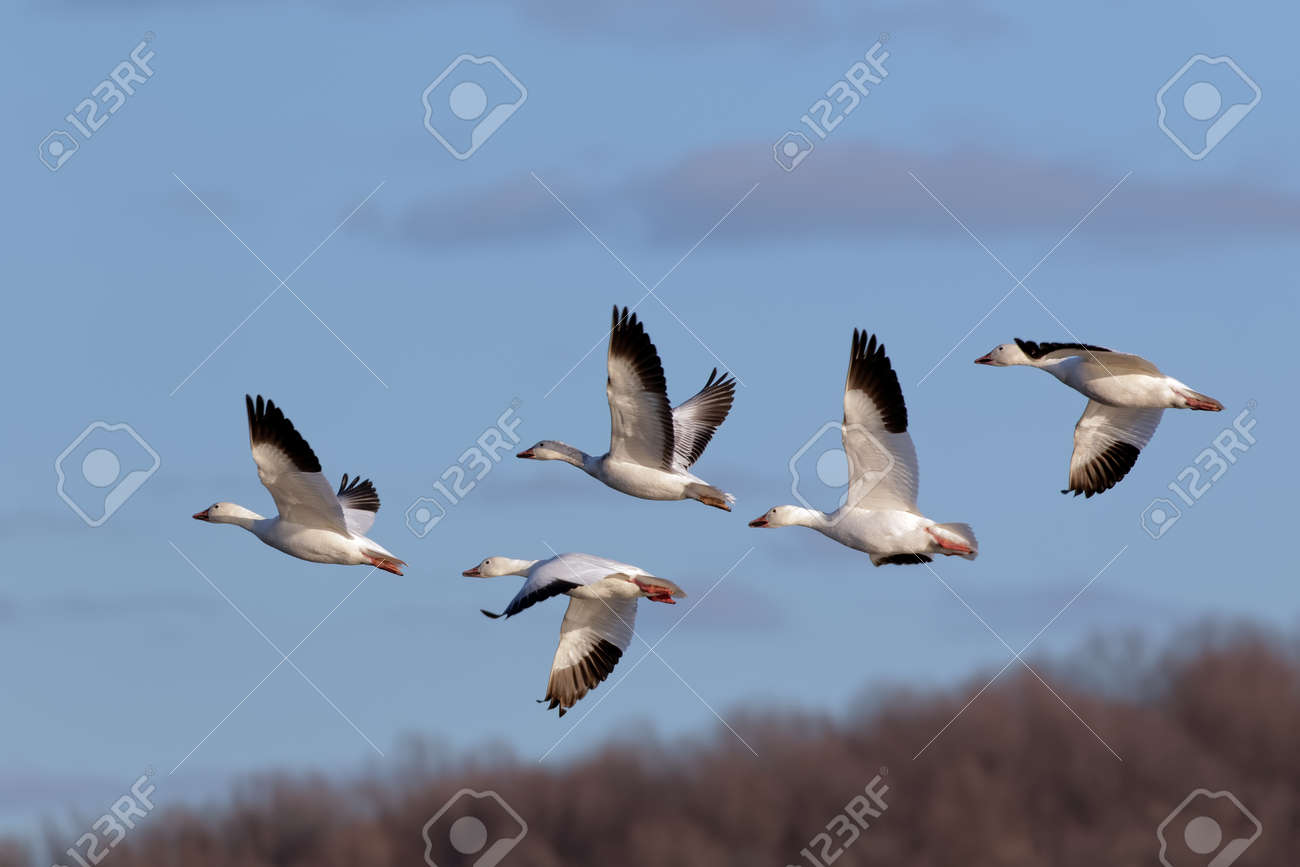 スノーギースの移行は ペンシルベニア州ランカスター郡のミドルクリーク野生動物管理エリアの上空を飛行します の写真素材 画像素材 Image