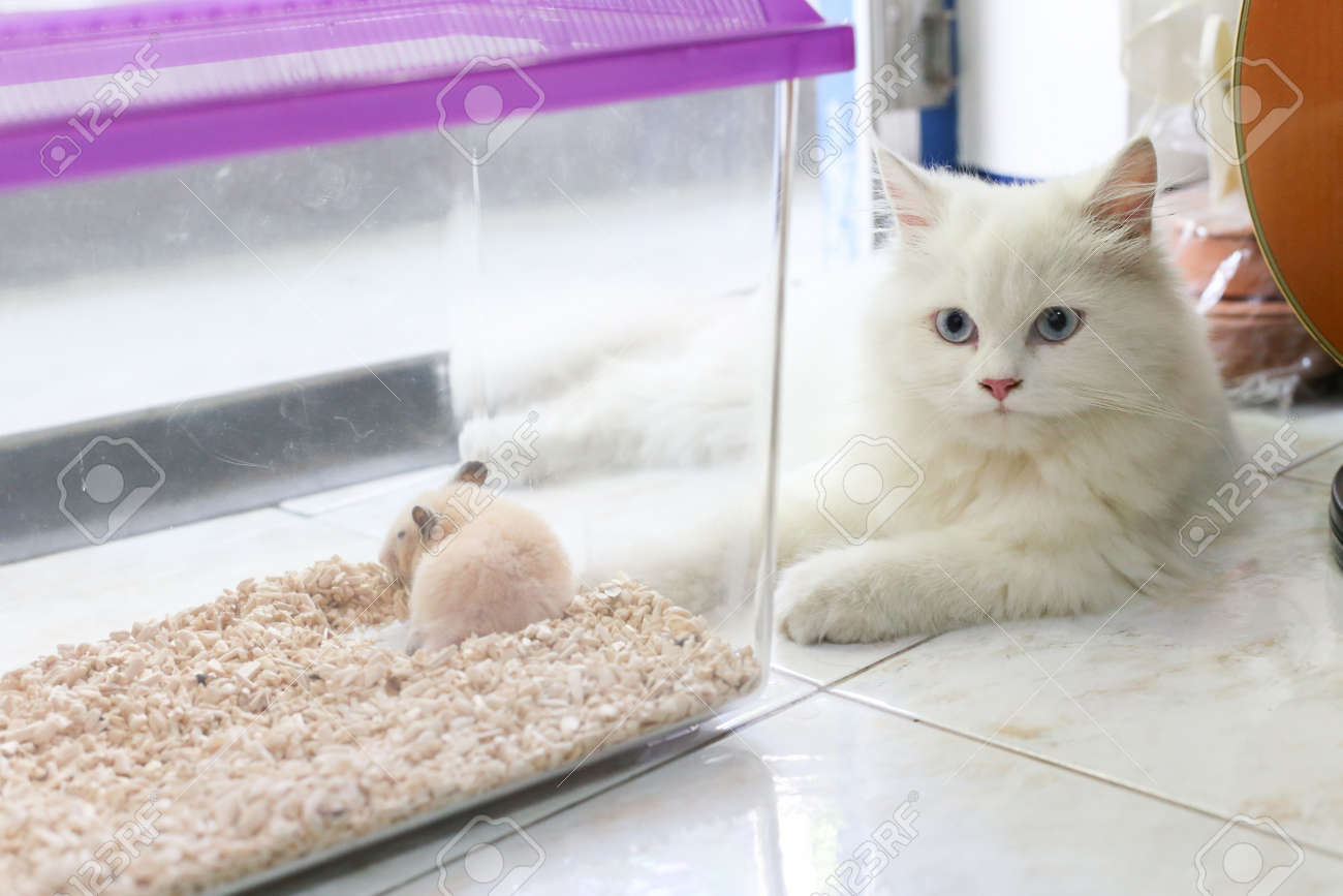 cage for persian cat