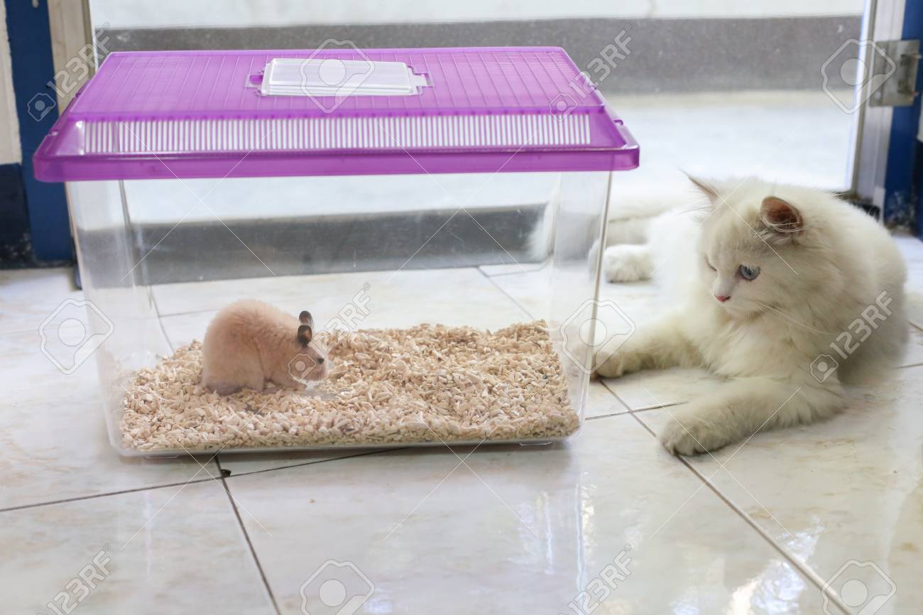 transparent hamster cage