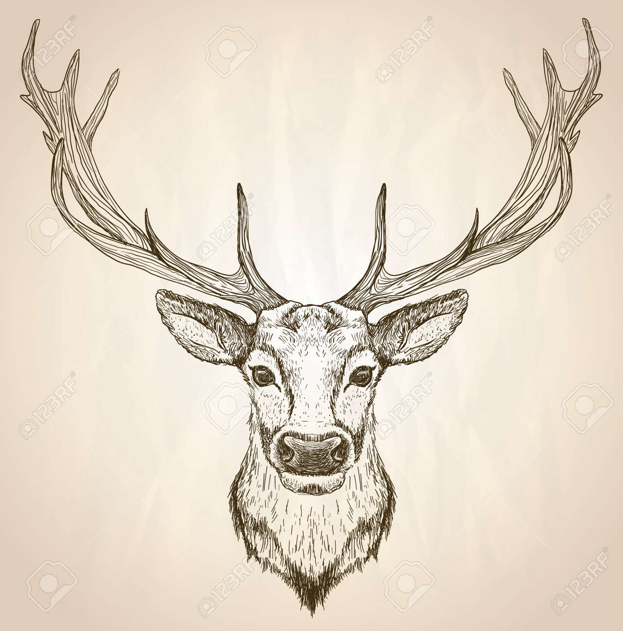 鹿の頭部イラスト A4サイズ 鹿の頭のイラスト | Premiumベクトル素材