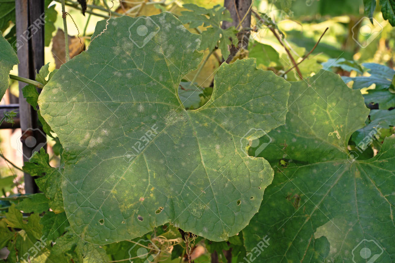 キュウリ葉病; 菌 の写真素材・画像素材. Image 72087827.