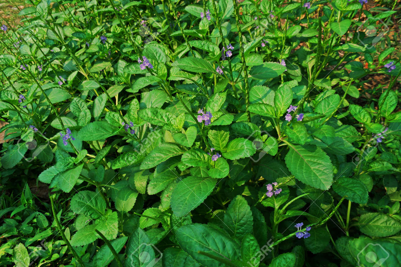 Flores De Té Brasileñas Fotos, Retratos, Imágenes Y Fotografía De