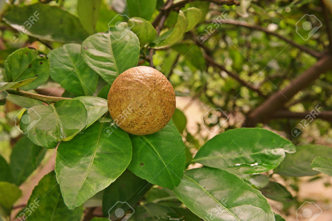 ダニから柑橘系の果物の皮障害 の写真素材 画像素材 Image