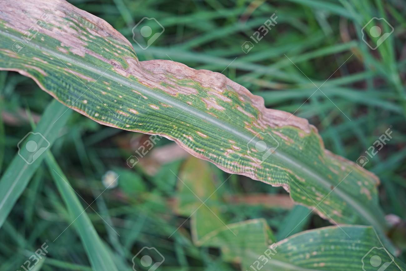 plant disease northern leaf blight disease from fungus stock photo leaf blight