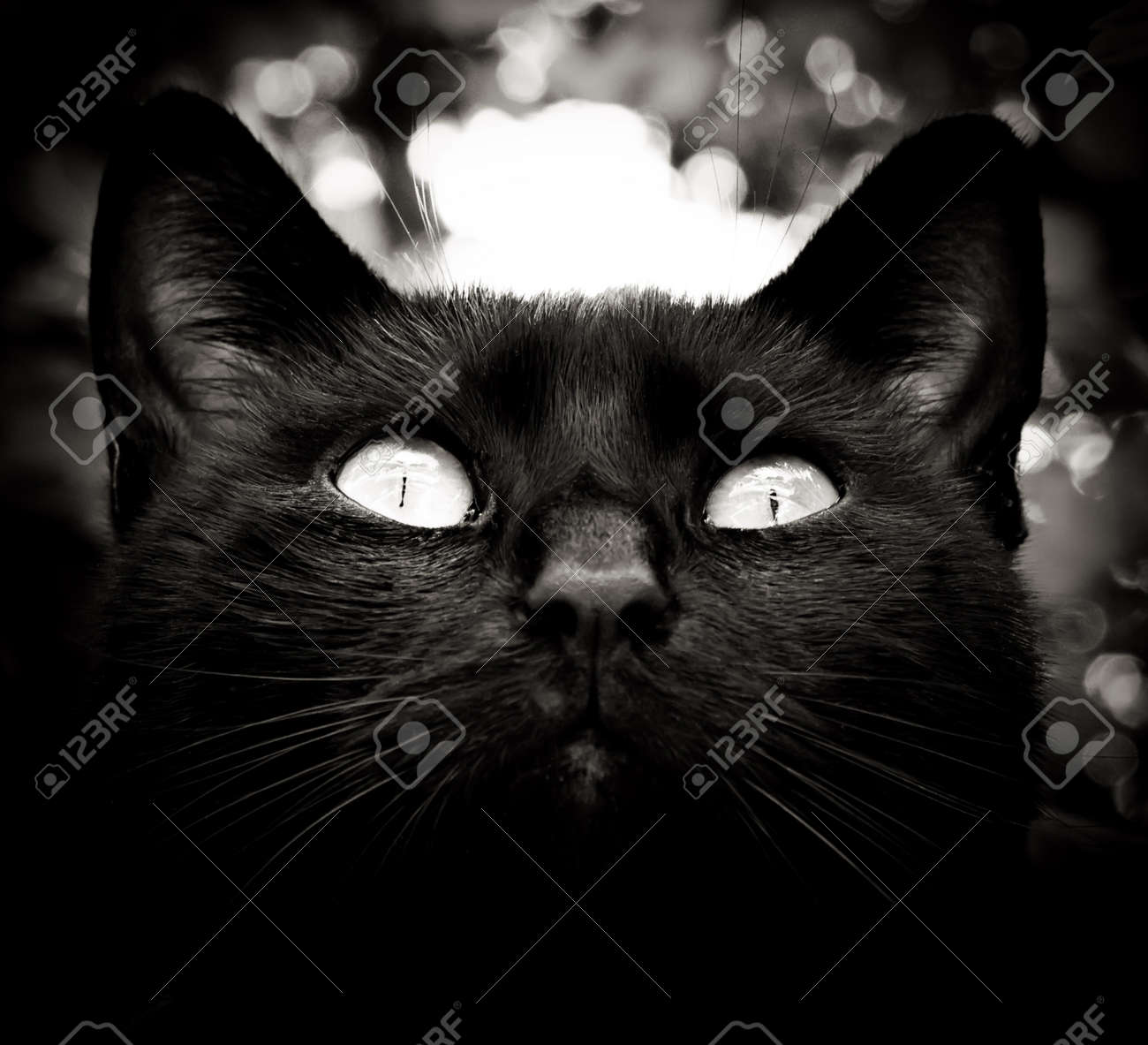 High contrast black and white cat portrait stock photo 15260049