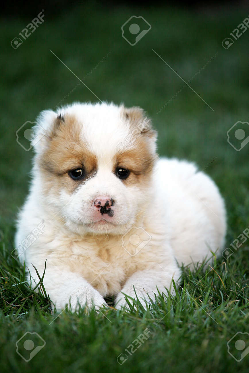 春の緑の牧草地でかわいい小さな赤ちゃんアラバイと言う犬犬 の写真素材 画像素材 Image