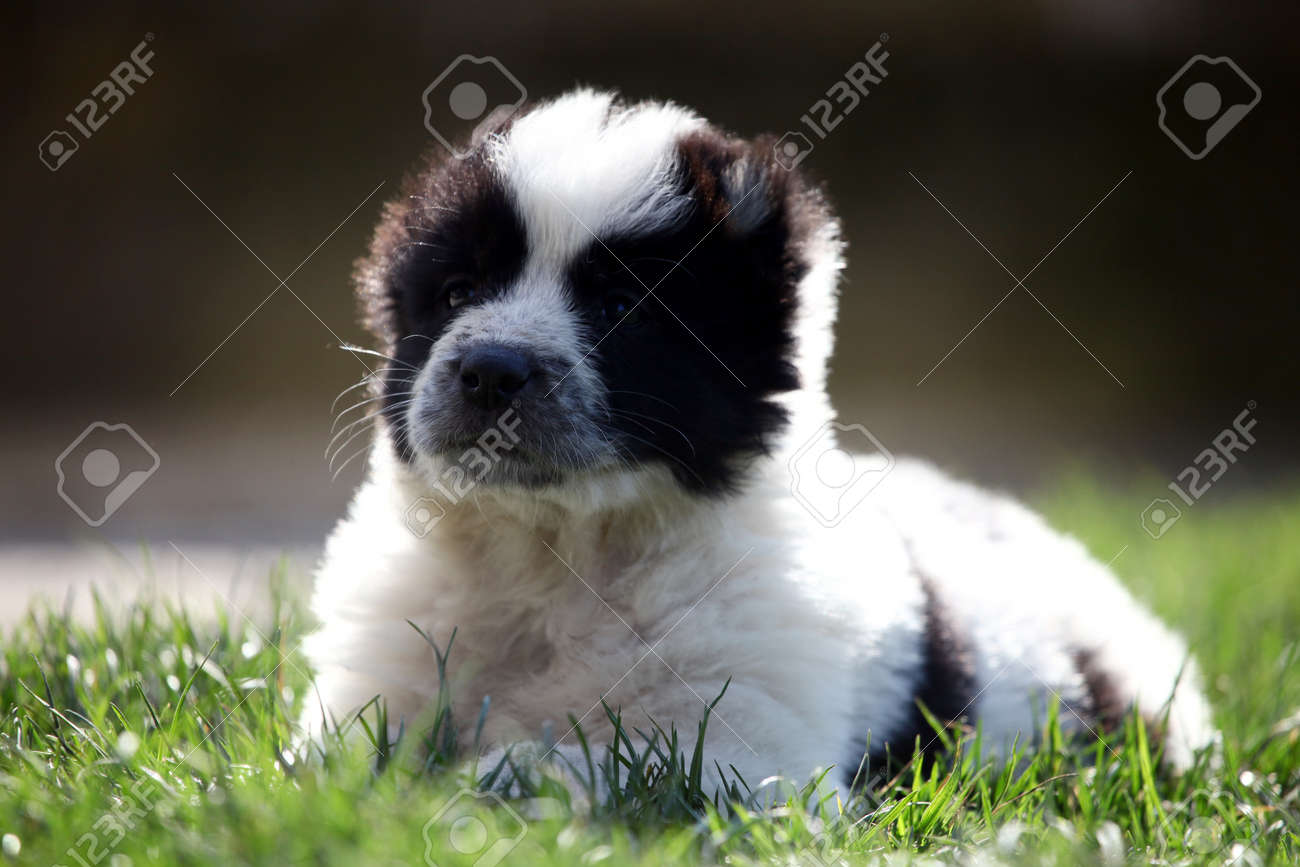 Mignon Noir Et Blanc Jeune Alabay Bebe Chien Dans Les Pres Verts De Printemps Banque D Images Et Photos Libres De Droits Image