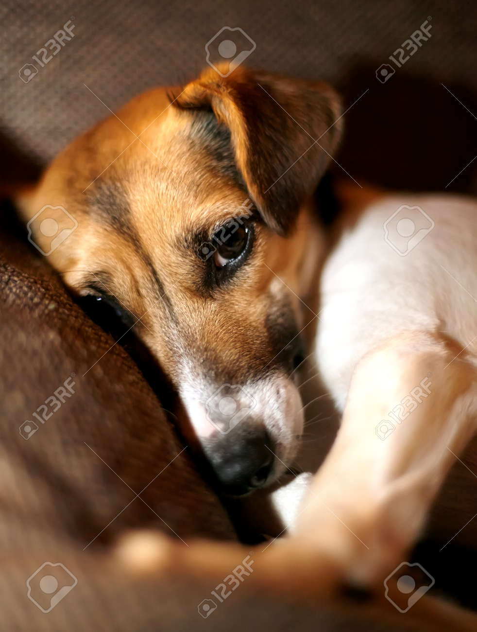 Mignon Petit Chien Se Trouve Sur Le Canapé Joli Regard Triste