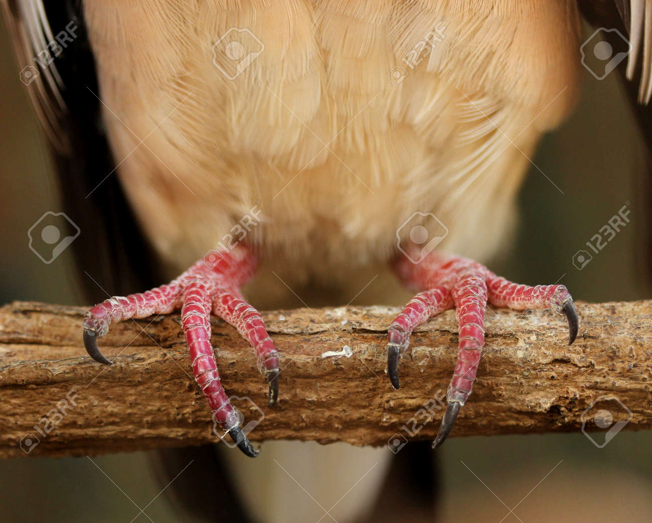 Schliessen Sie Oben Von Der Vogelkralle Auf Holzerner Niederlassung Im Kafig Lizenzfreie Fotos Bilder Und Stock Fotografie Image 70439759
