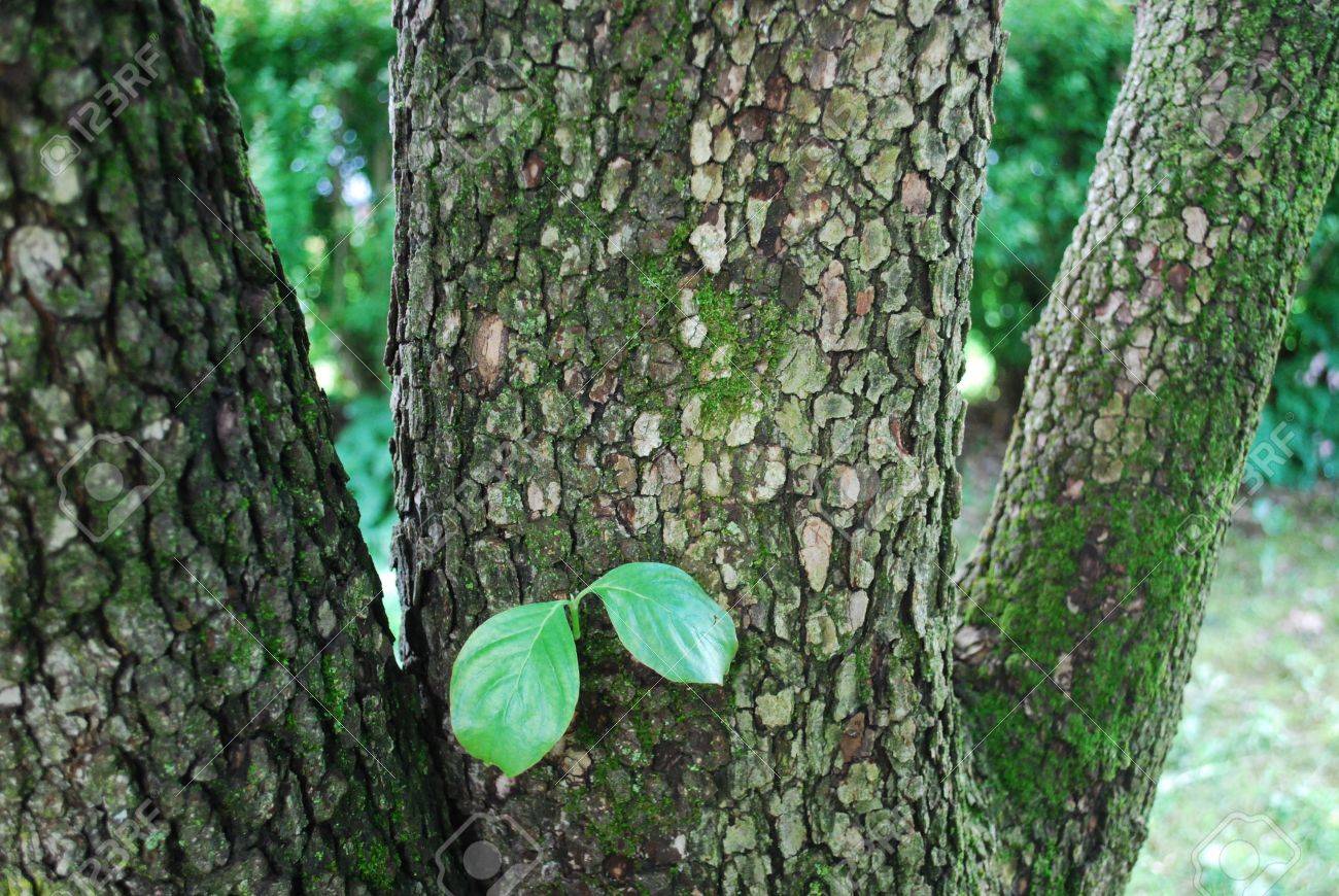 ハナミズキの木の幹に葉 の写真素材 画像素材 Image