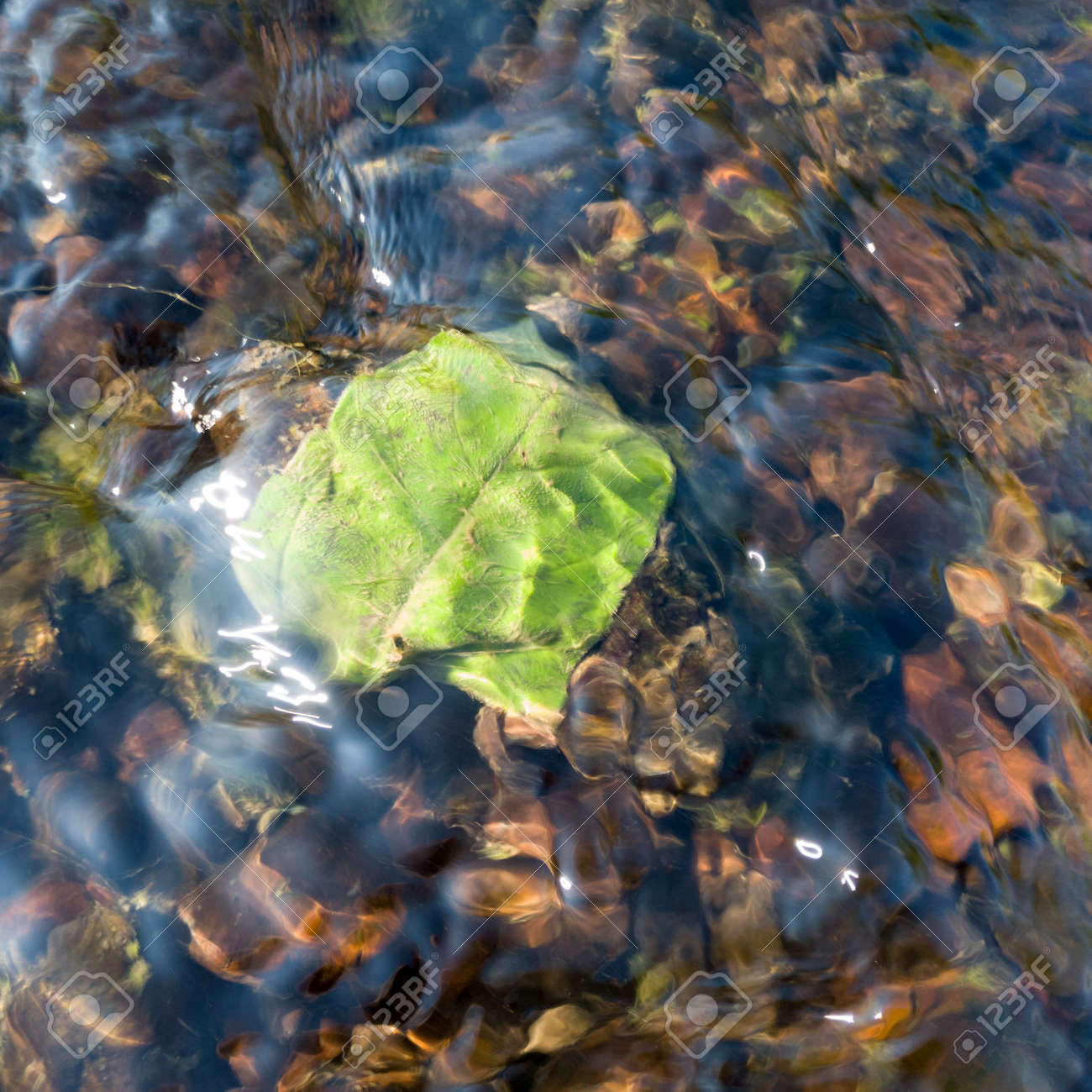 速い浅い小川の底の石に刺さった緑の落ち葉、波打つ水面の下の葉、光の屈折の写真素材・画像素材 Image 166628312