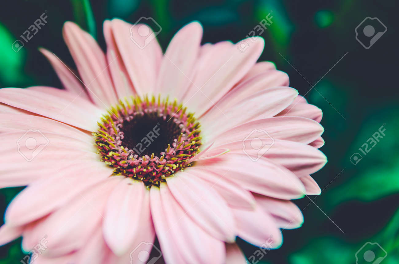 flor hermosa del gerbera en la decoración de la boda del jardín