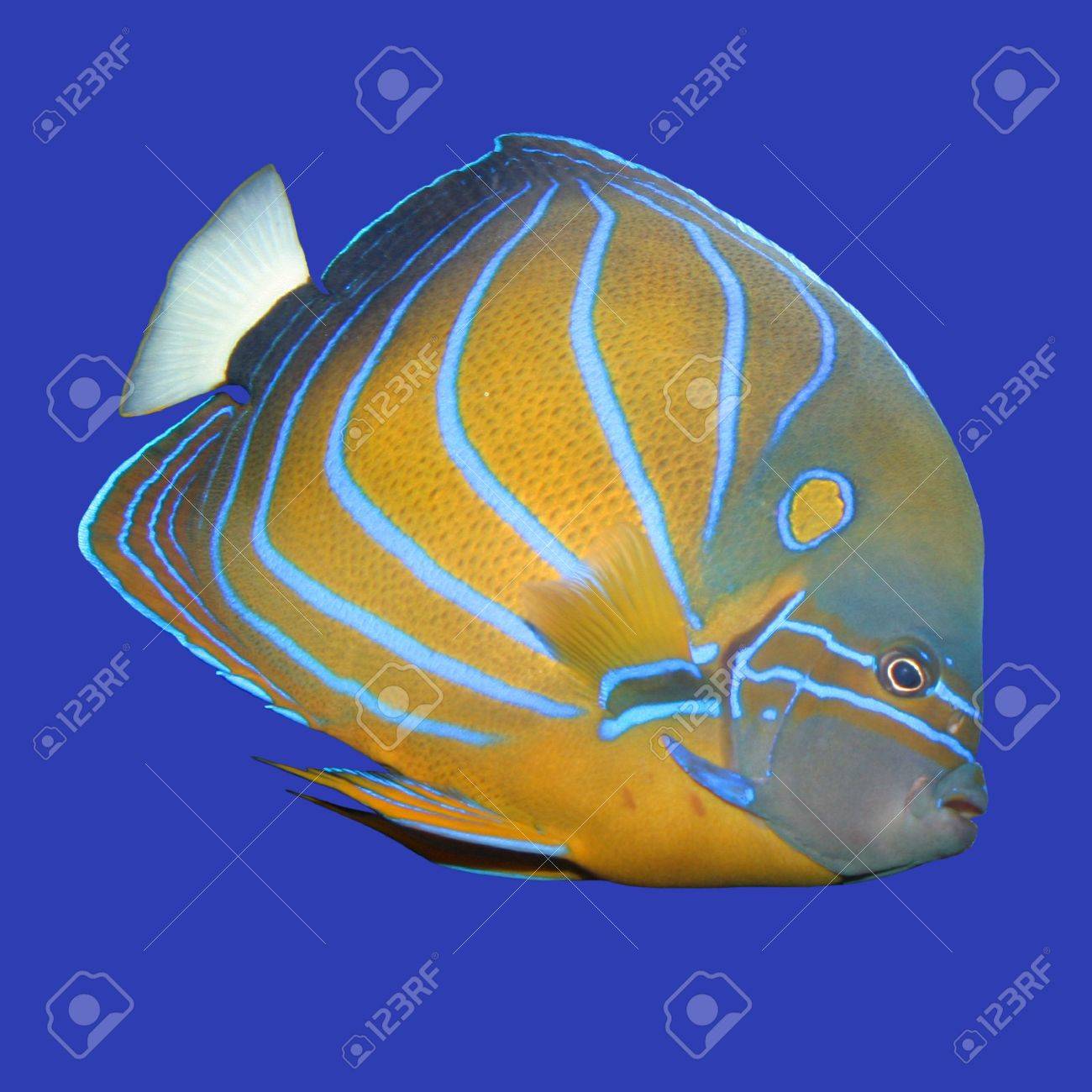 blue ringed angelfish stock