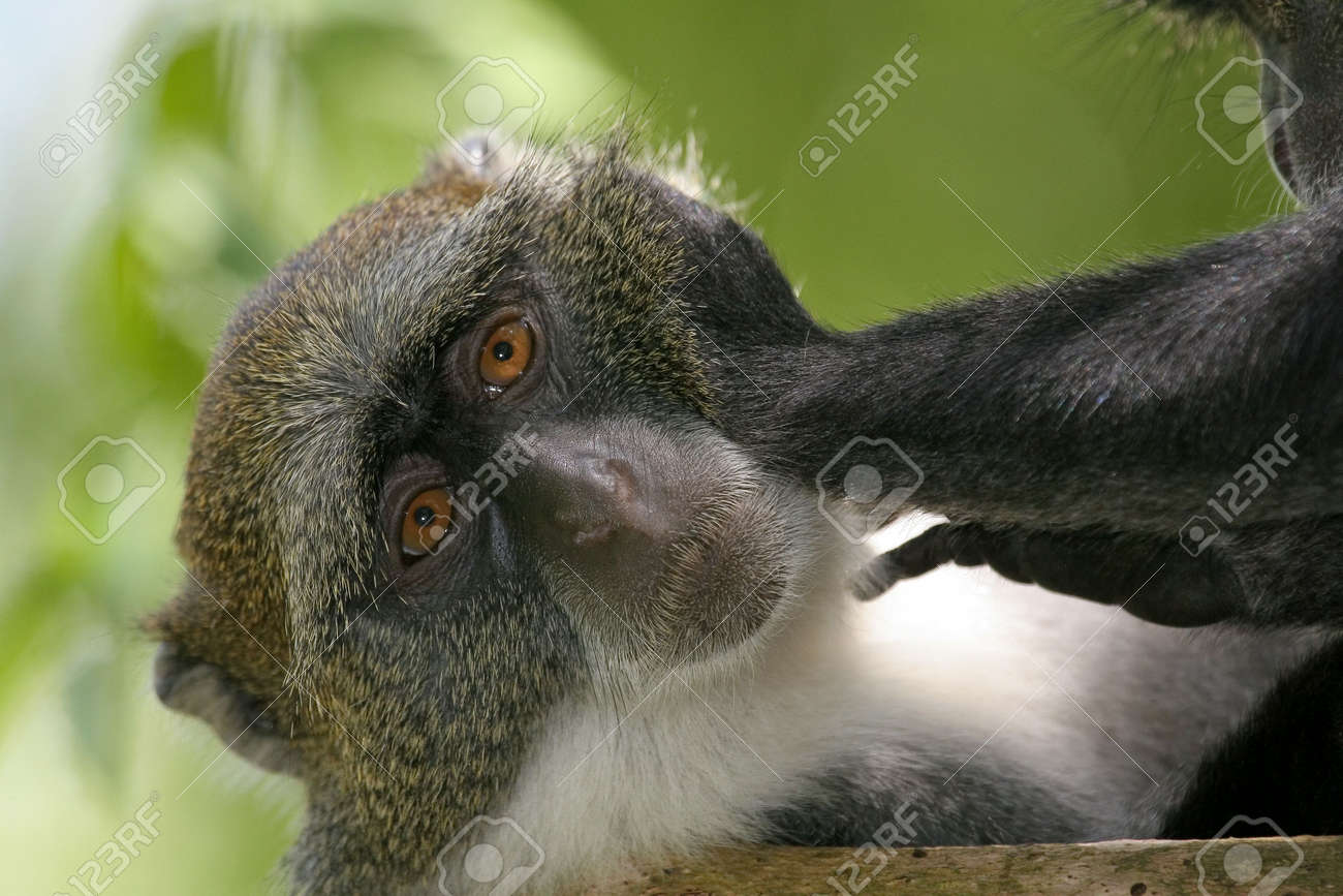 etiam-dictum-ipsum-a-felis