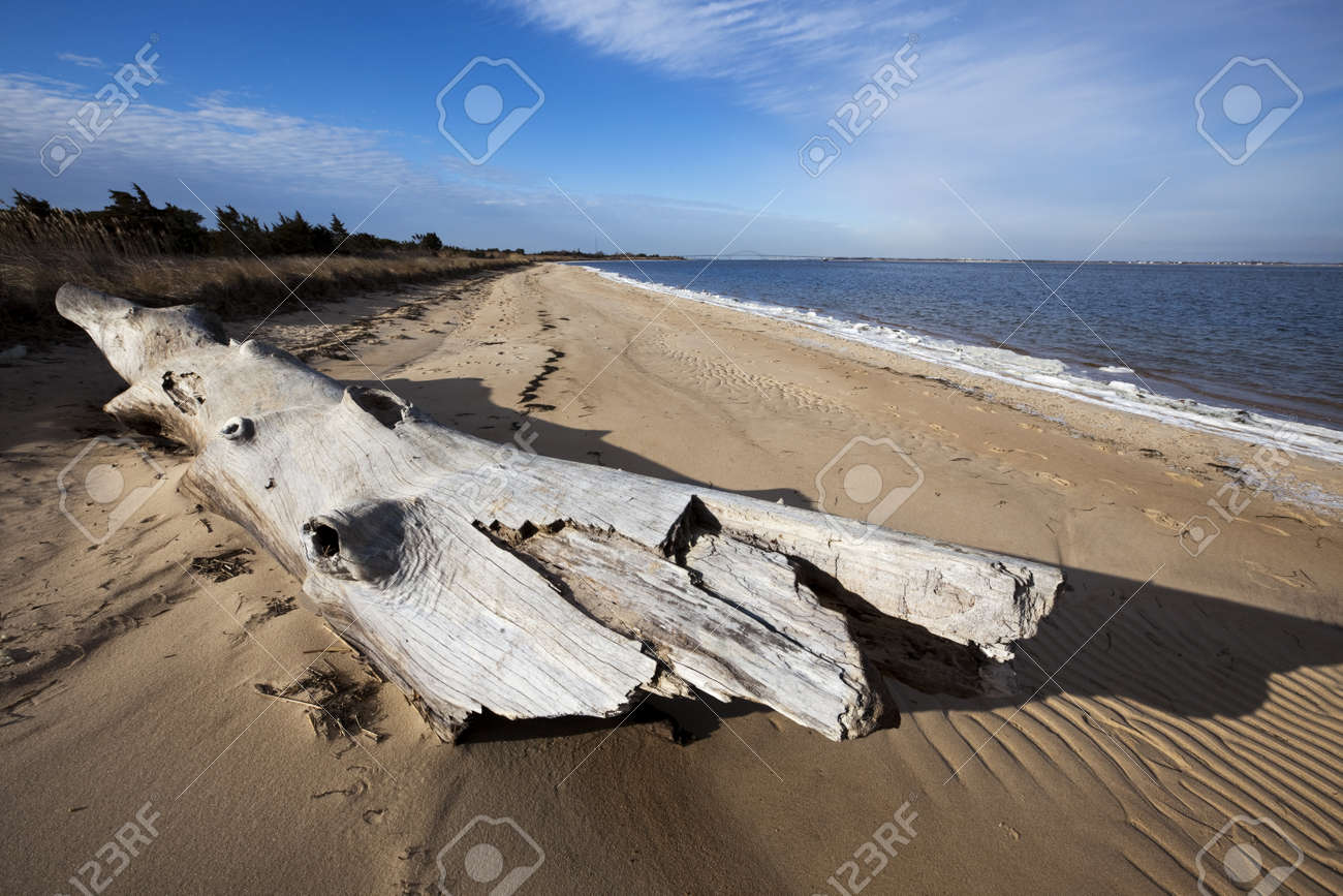 Bois Flotté Sur La Plage Pris à Fire Island National Seashore Long Island New York