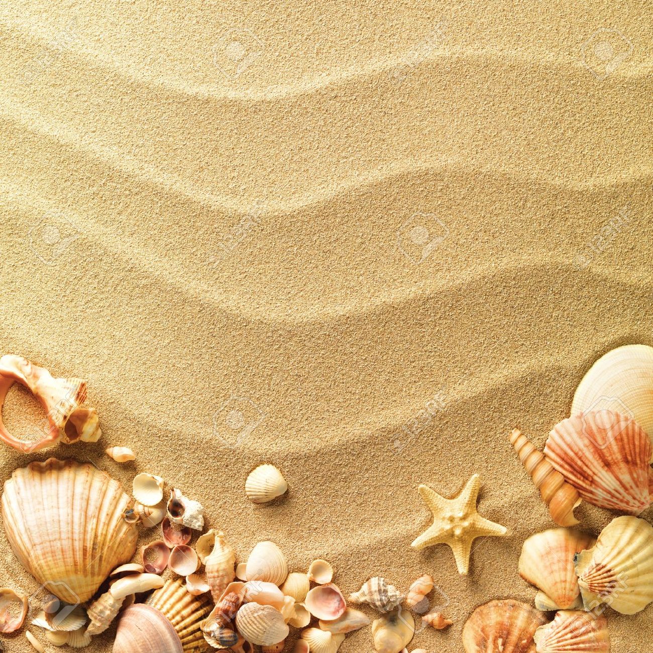 sea shells with sand as background Sea sea shells with sand as background Sea