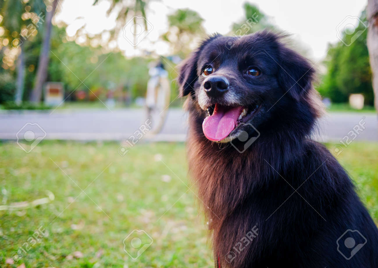 ぼやけた背景にかわいいふわふわの黒い犬 の写真素材 画像素材 Image
