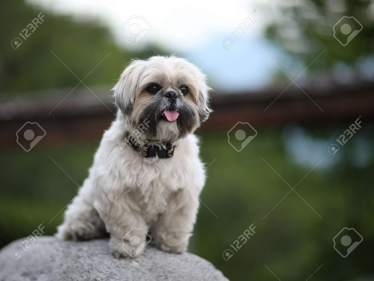 かわいい面白いシーズー犬で屋外に吠えること の写真素材 画像素材 Image かわいい面白いシーズー犬で屋外に吠えること の写真素材 画像素材 Image