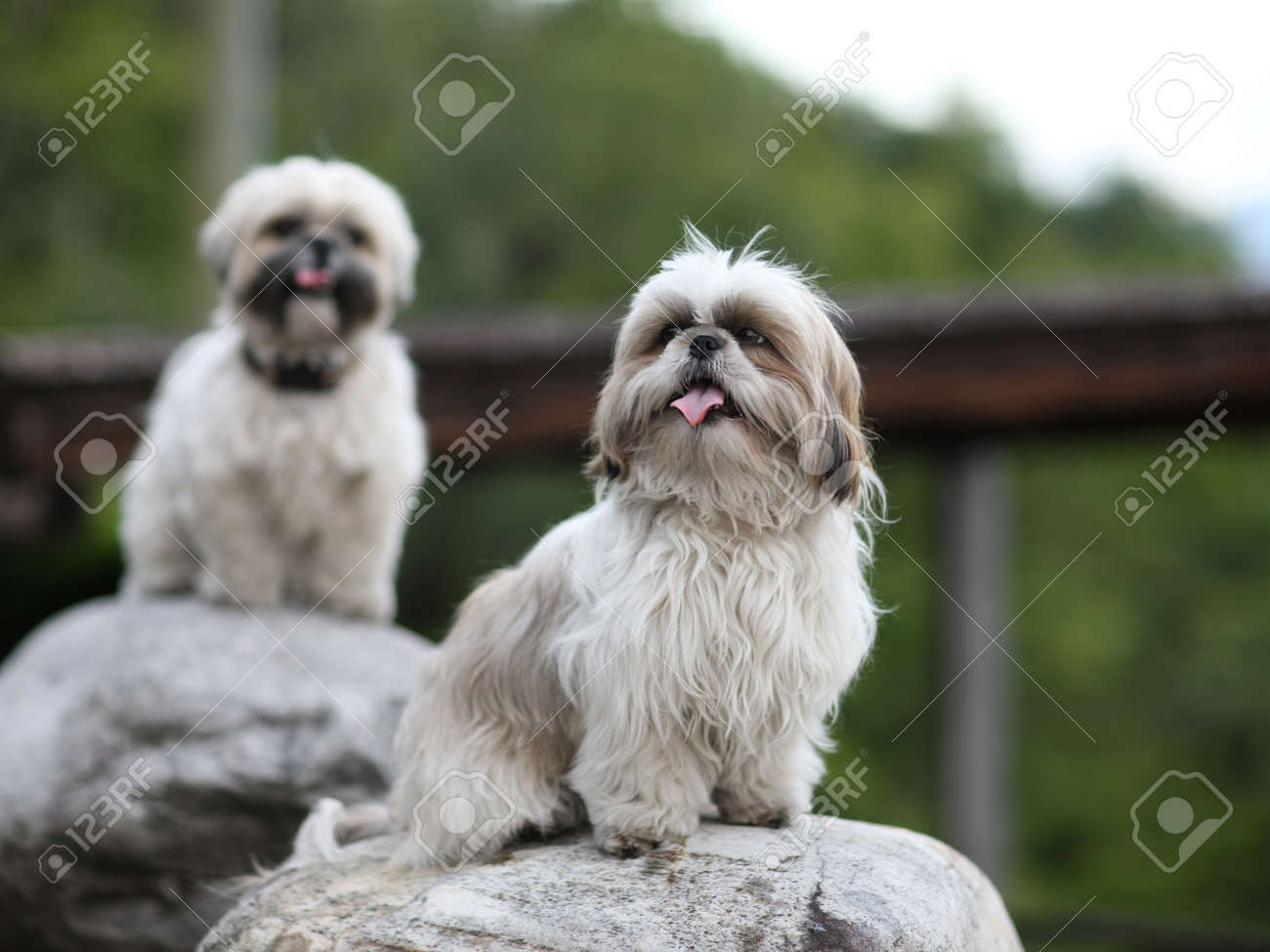 Drôle Mignon Shih Tzu Race De Chien Qui Aboie à Lextérieur