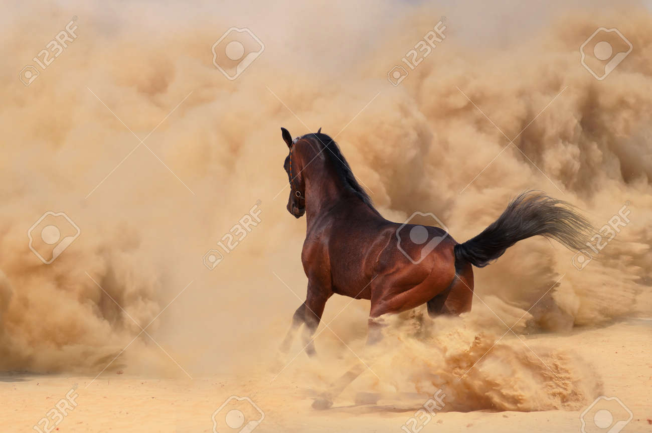 cheval arabe desert