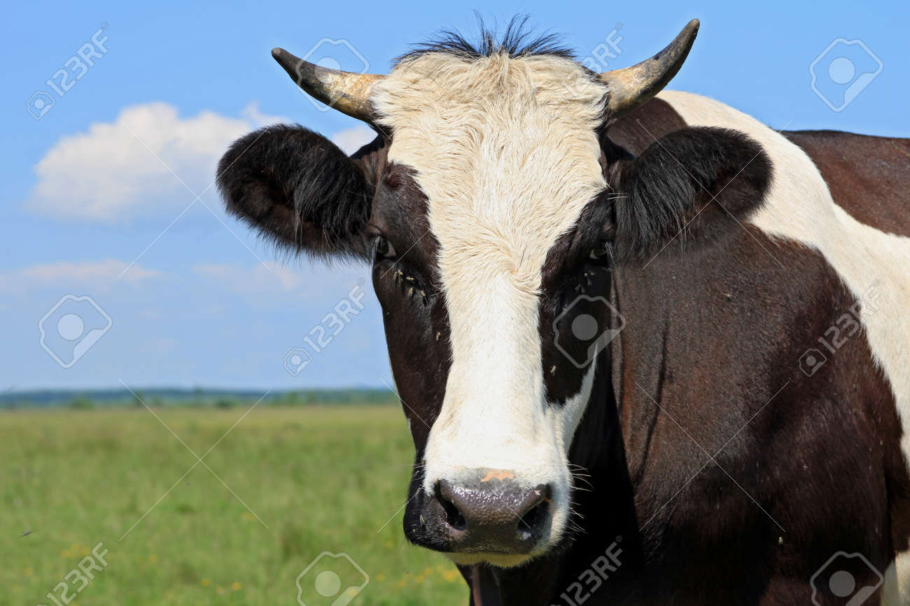 Tete D Une Vache Contre Un Paturage Banque D Images Et Photos Libres De Droits Image