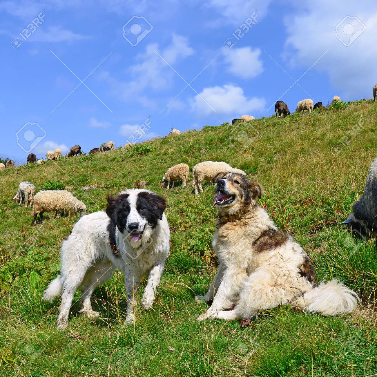Шотландская пастушья бордер колли. Пастушья собака колли шотландская. Бордер колли пасет стадо. Собаки управляющие стадом. Маремма-абруццкая овчарка пасет.