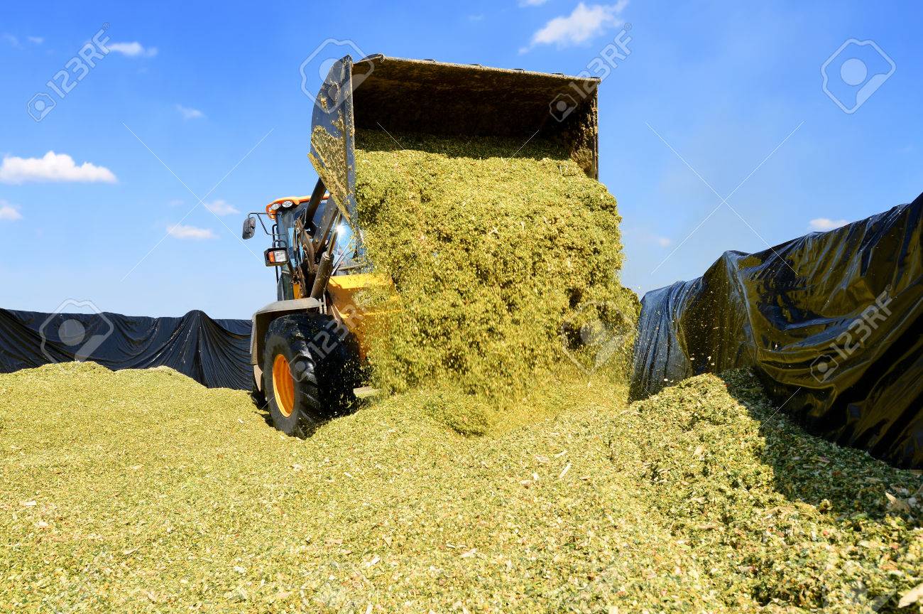 ramming of corn silage in the silo trench on a dairy farm corn silo