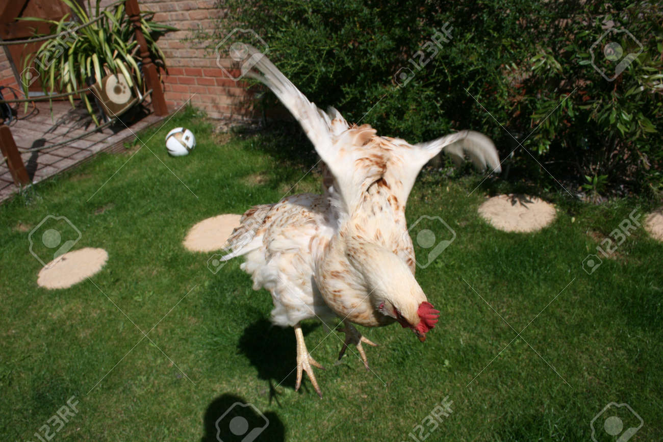 Sussex Whire Híbrido De Gallina En Un Jardín Británico Fotos Retratos Imágenes Y Fotografía De Archivo Libres De Derecho Image 14008842