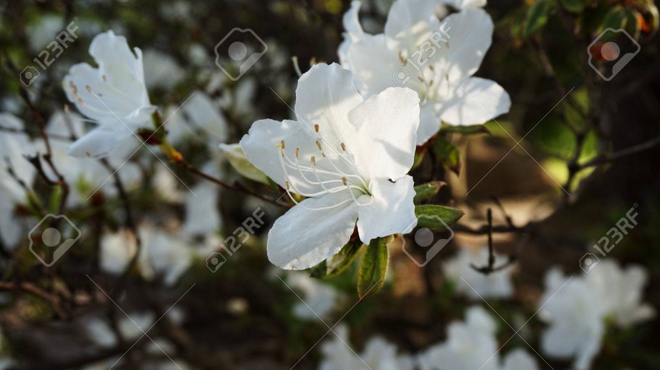 道端の白い花 の写真素材 画像素材 Image