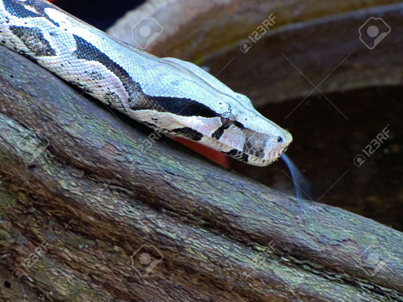 etiam-dictum-ipsum-a-felis