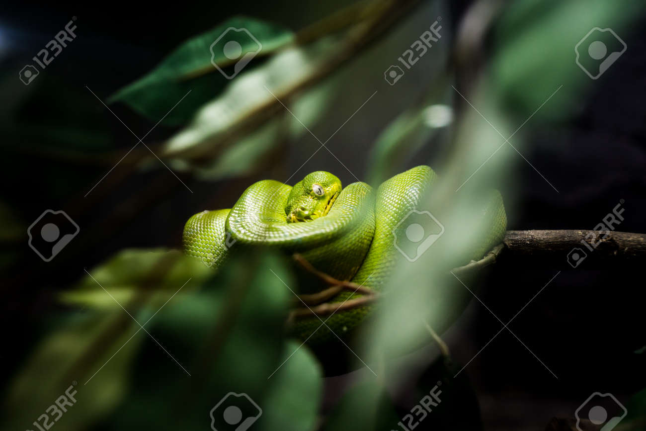 Green Tree Python Kind Of Poison Snake Bind On A Tree Stock Photo