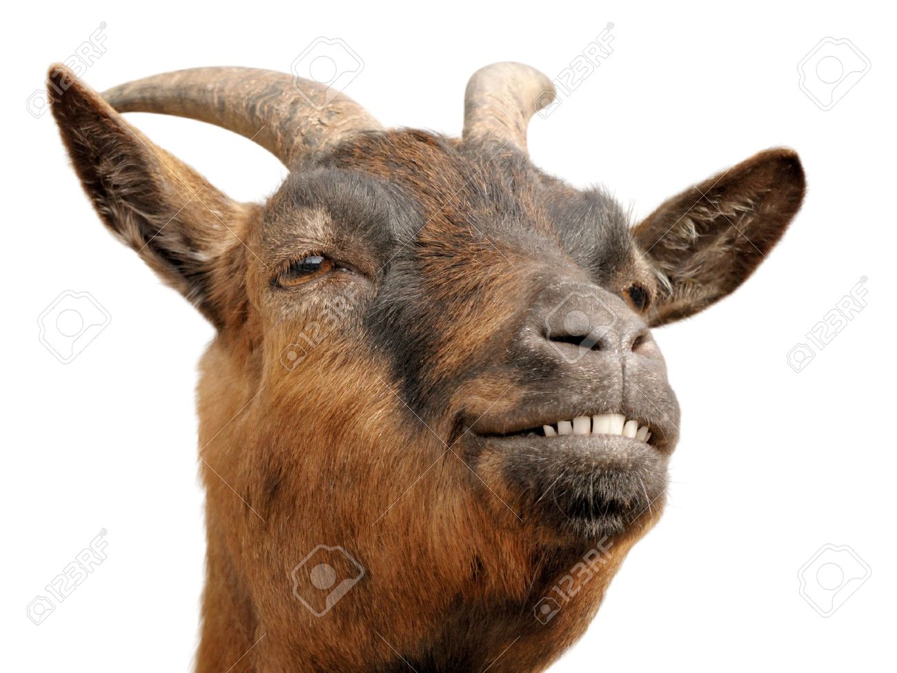 Cute animal portrait of a small goat looking happy and cheerful - 7055057 Cute animal portrait of a small goat looking happy and cheerful - 7055057
