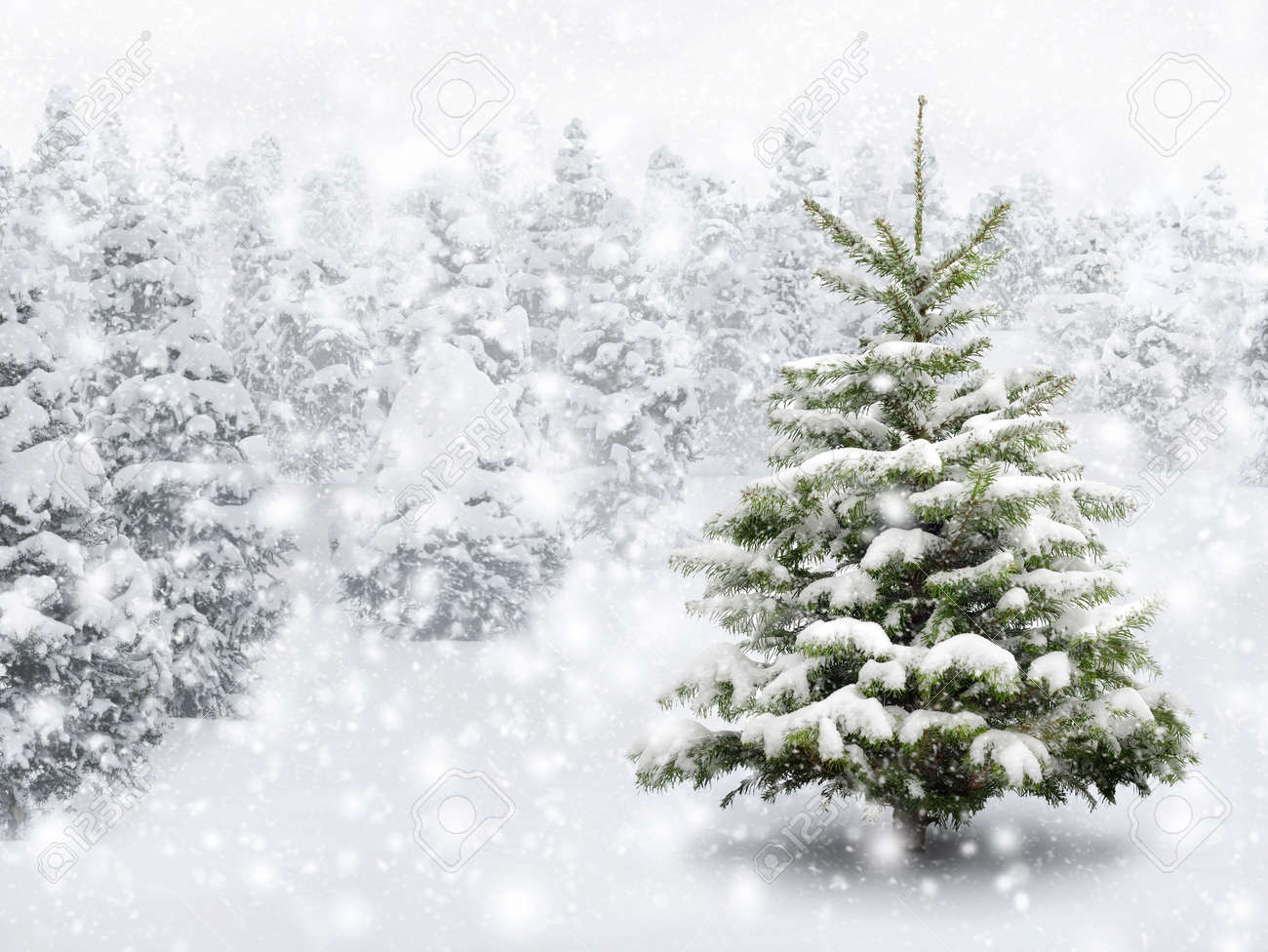 Outdoor shot of a nice little fir tree in thick snow, for the perfect Christmas mood - 23980927 Outdoor shot of a nice little fir tree in thick snow, for the perfect Christmas mood - 23980927