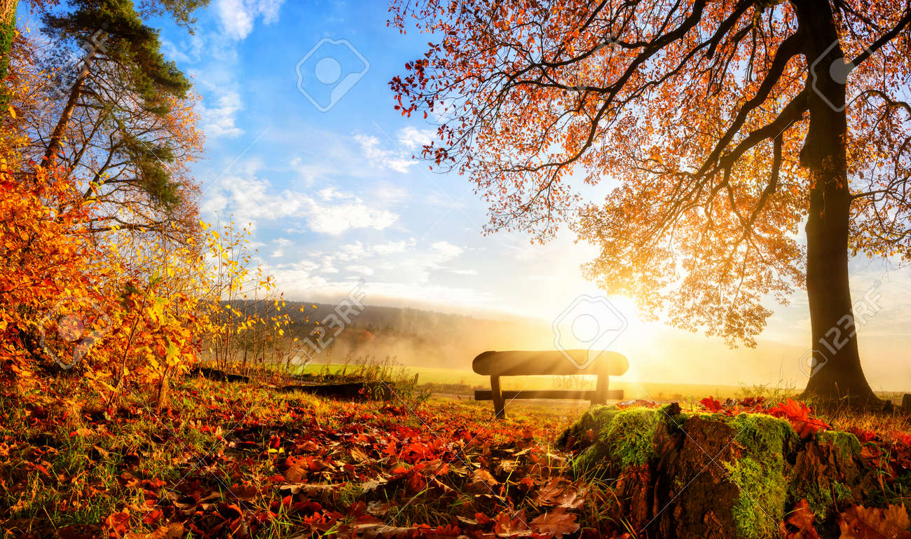 Autumn landscape with the sun warmly illumining a bench under a tree, lots of gold leaves and blue sky - 44379859 Autumn landscape with the sun warmly illumining a bench under a tree, lots of gold leaves and blue sky - 44379859