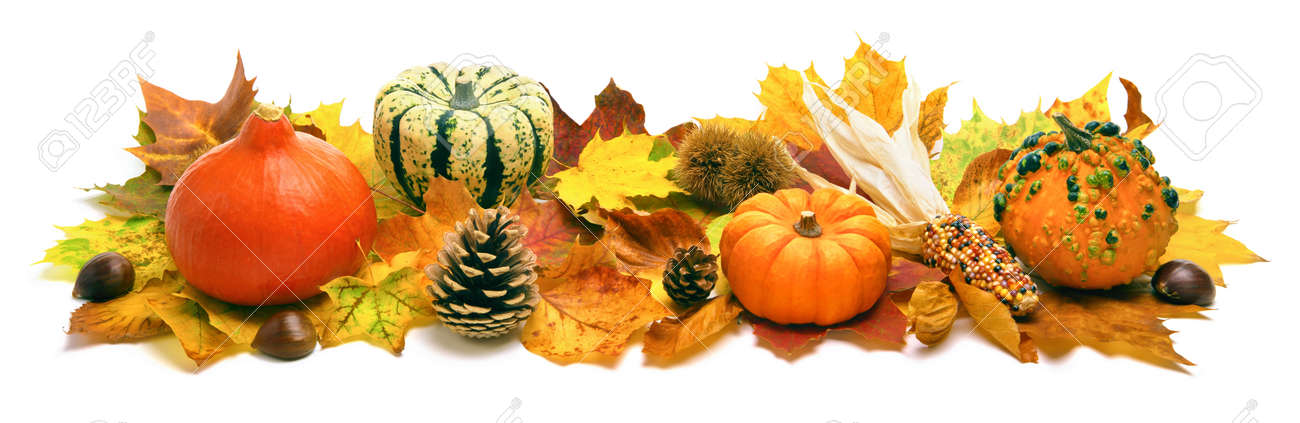Natural autumn decoration arranged with dry leaves, ornamental pumpkins, cones and more, studio isolated on white, wide format - 44380202 Natural autumn decoration arranged with dry leaves, ornamental pumpkins, cones and more, studio isolated on white, wide format - 44380202