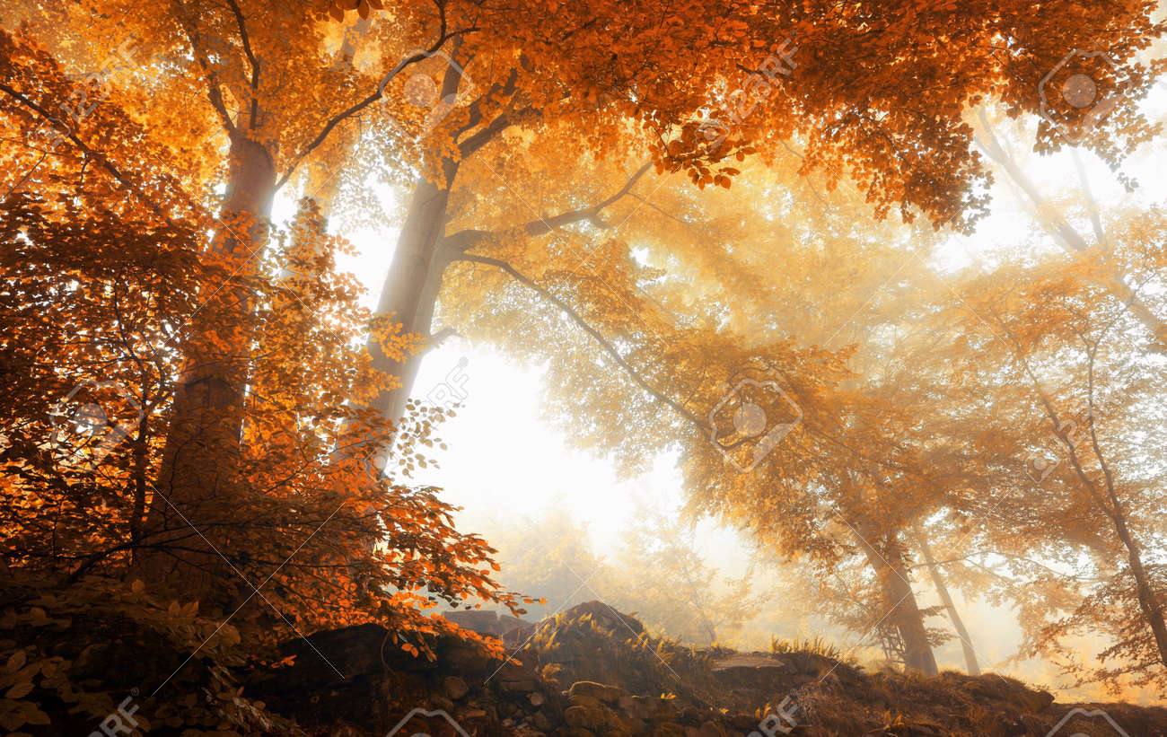 Beech trees in a scenic misty forest in autumn, with soft light and warm vibrant colors - 45080527 Beech trees in a scenic misty forest in autumn, with soft light and warm vibrant colors - 45080527