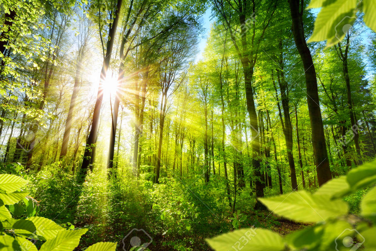 Scenic forest of fresh green deciduous trees framed by leaves, with the sun casting its warm rays through the foliage - 55444247 Scenic forest of fresh green deciduous trees framed by leaves, with the sun casting its warm rays through the foliage - 55444247