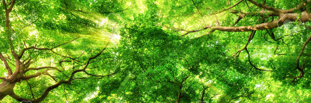 Sunrays shining through green leaves of high treetops in a beech forest, panorama format - 55444249 Sunrays shining through green leaves of high treetops in a beech forest, panorama format - 55444249