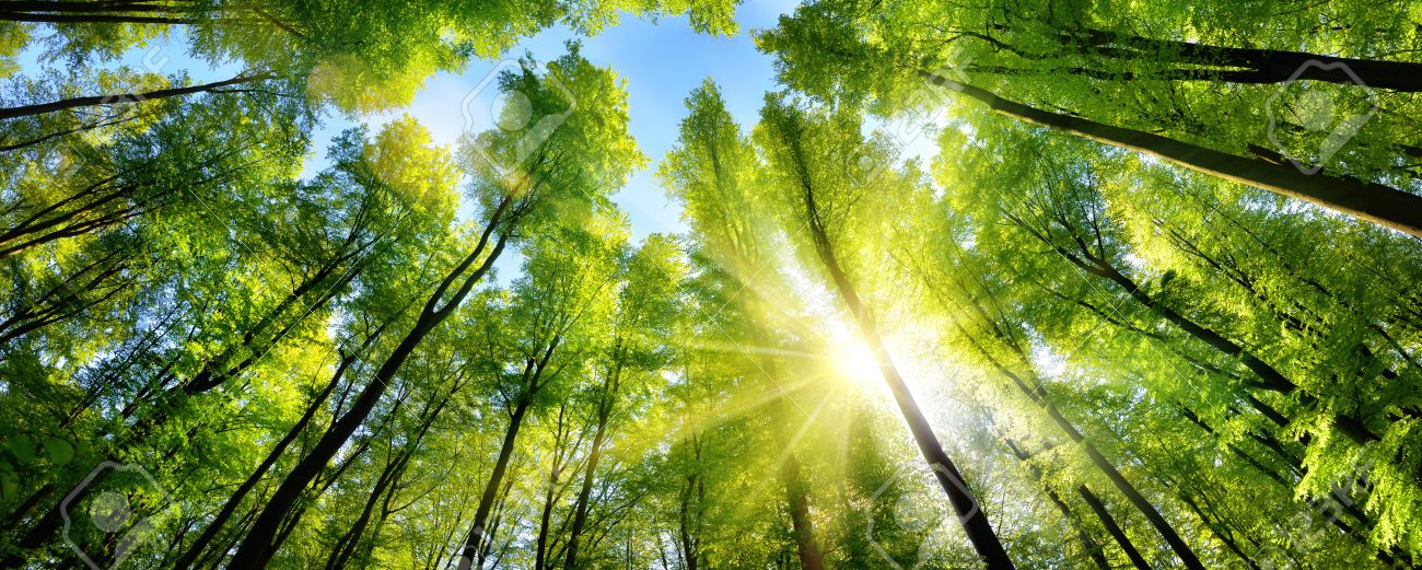 The sun beautifully illuminating the green treetops of tall beech trees in a forest clearing, panorama shot - 60756232 The sun beautifully illuminating the green treetops of tall beech trees in a forest clearing, panorama shot - 60756232